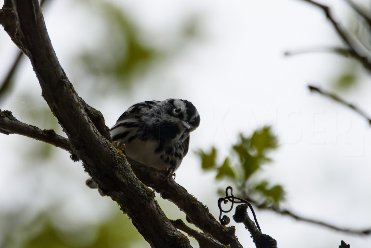 Black-and-white Warbler - ML619303364
