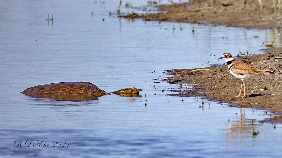 Killdeer - ML619303370