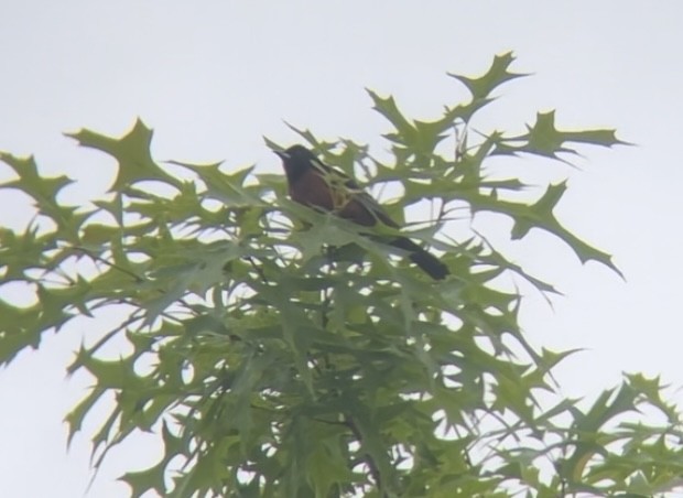 Orchard Oriole - Gabe Kinstlinger