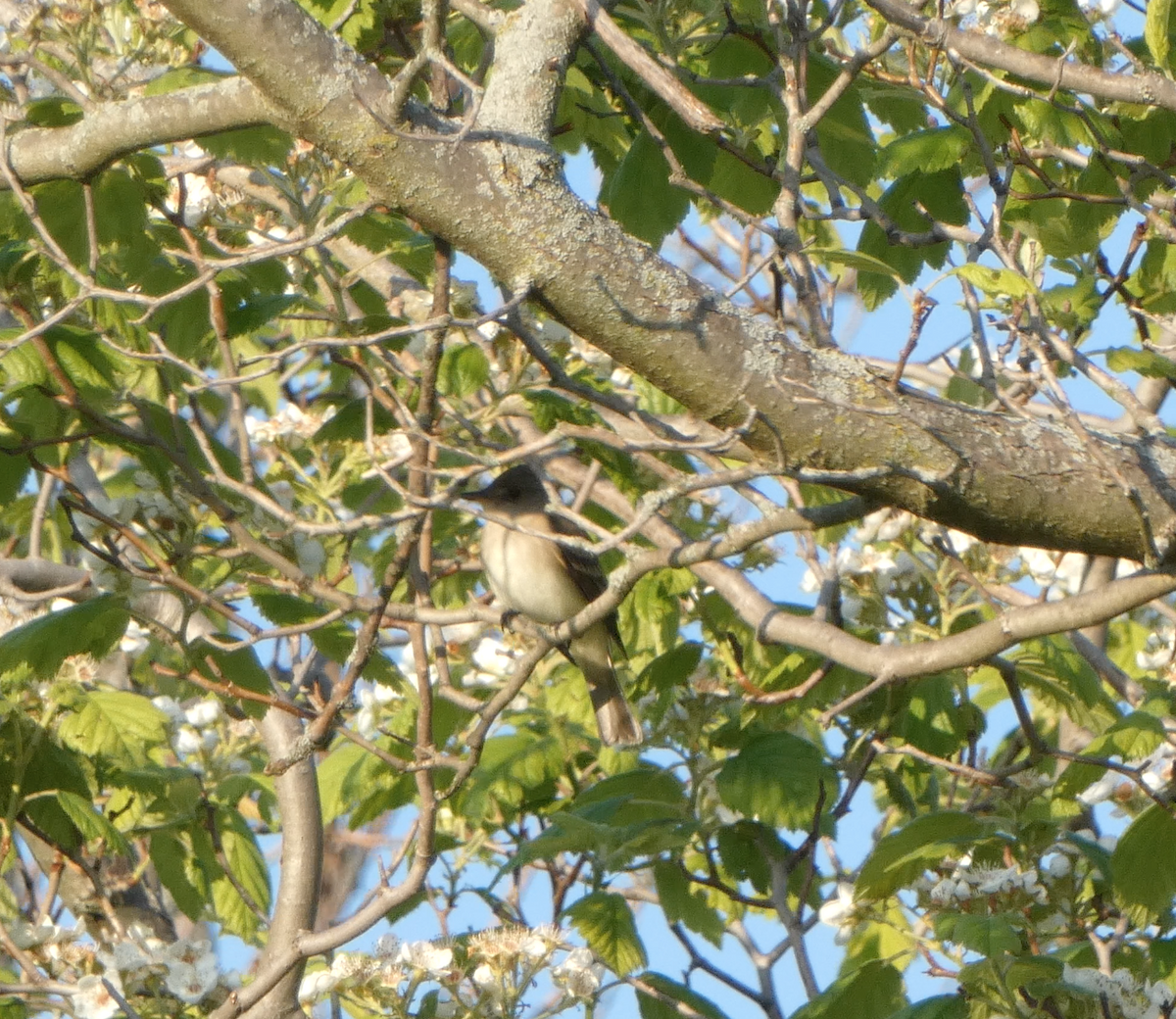 Willow Flycatcher - Kevin Hayes