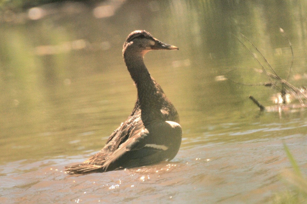 Mallard - Debra Chatham