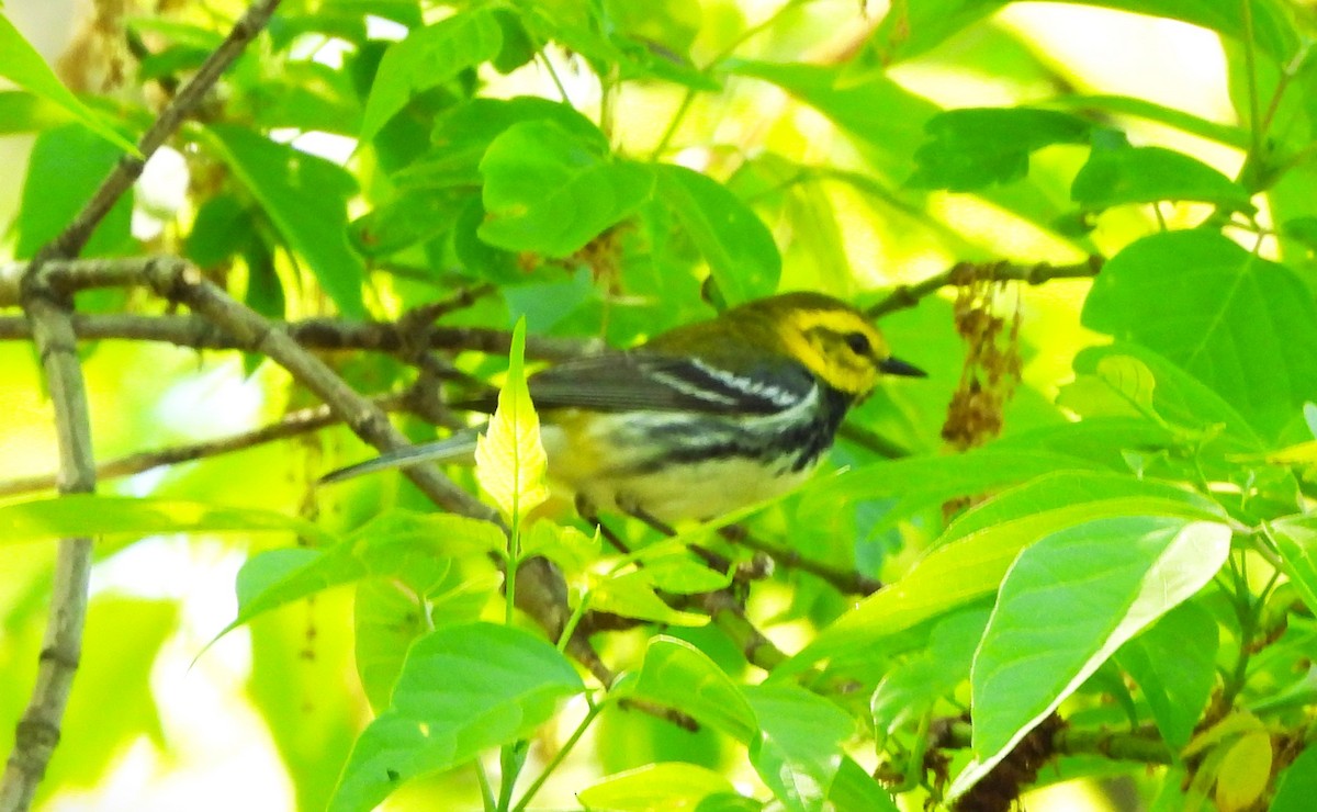 Black-throated Green Warbler - Anonymous