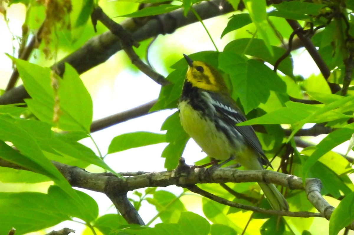 Black-throated Green Warbler - Anonymous