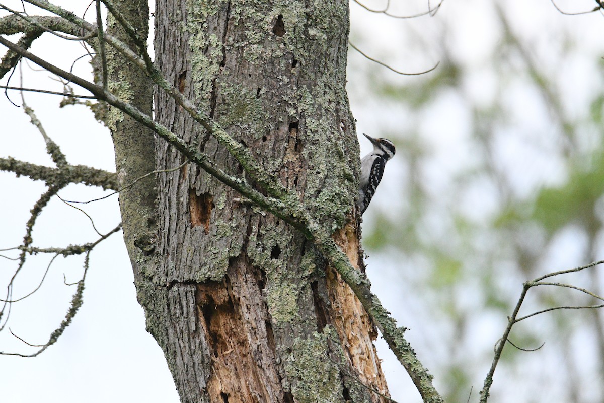 Hairy Woodpecker - Kevin Roback