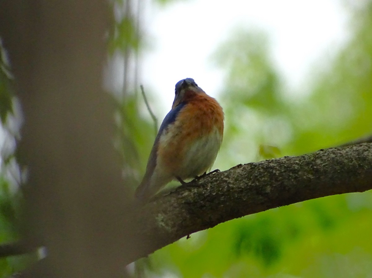 Eastern Bluebird - ML619303385