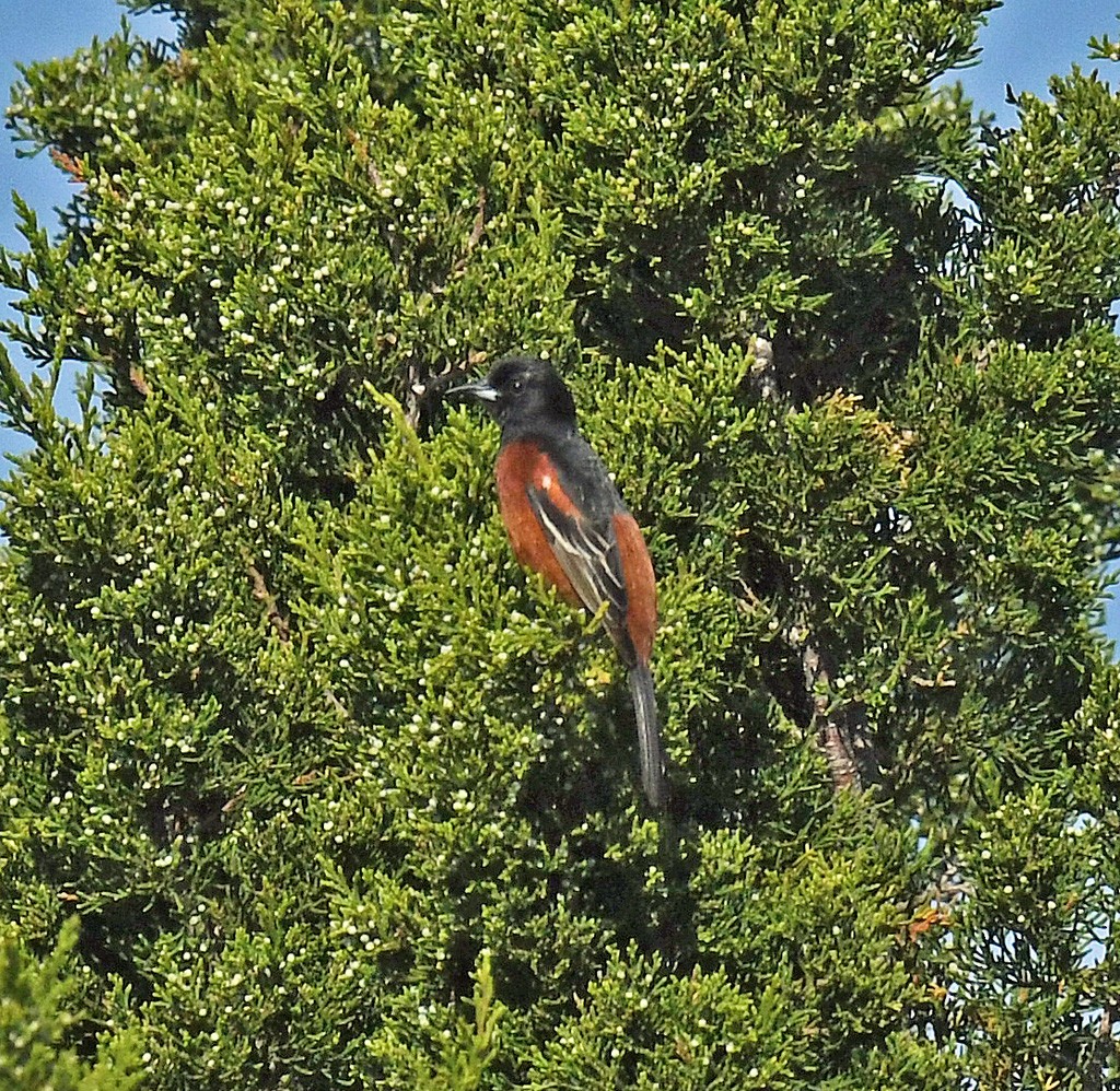 Orchard Oriole - Giff Beaton