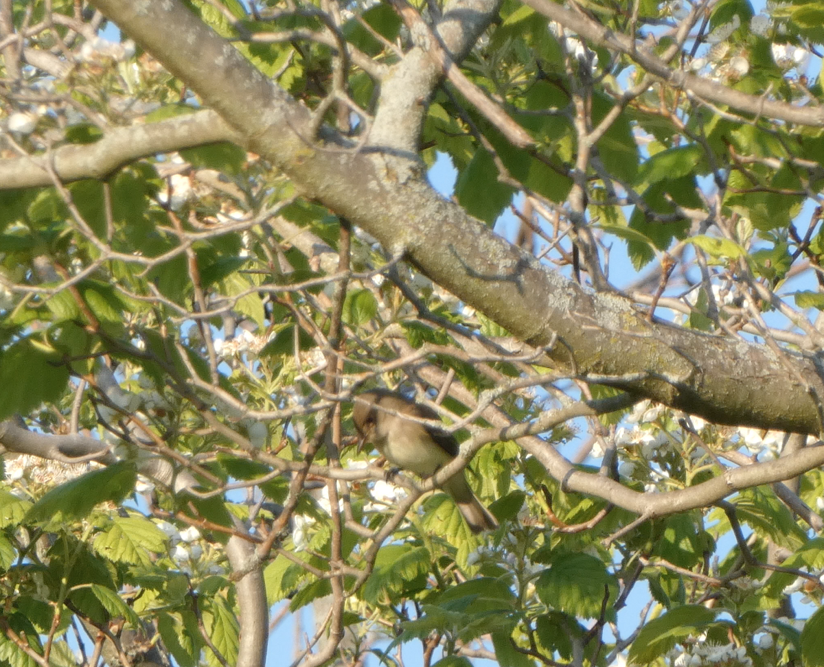 Willow Flycatcher - Kevin Hayes