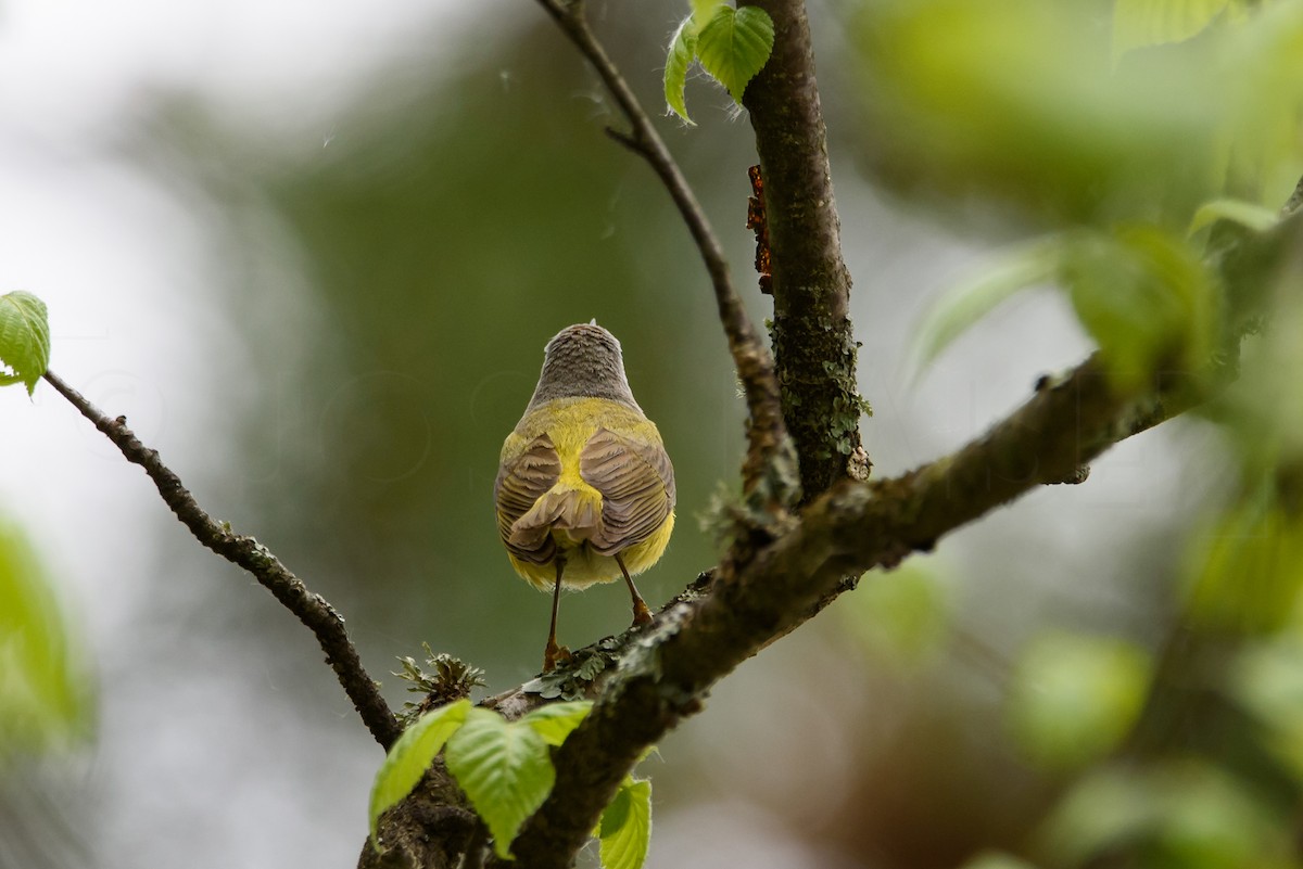 Nashville Warbler - Josh Kaiser