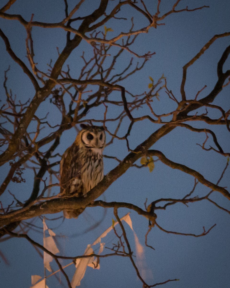 Striped Owl - Felipe Gulin