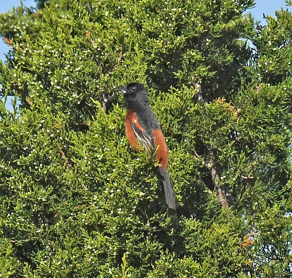 Orchard Oriole - Giff Beaton