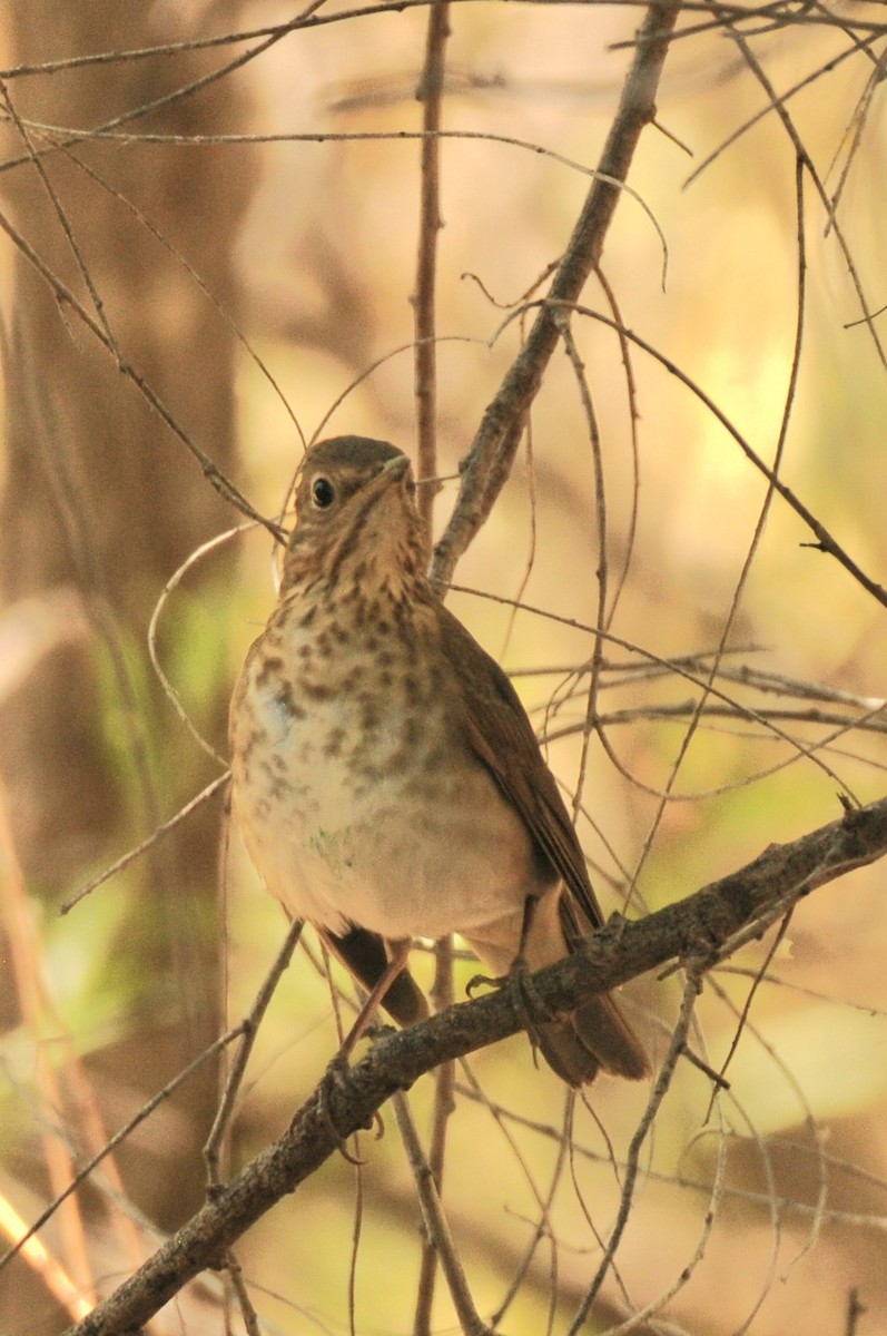 Swainson's Thrush - Debra Chatham