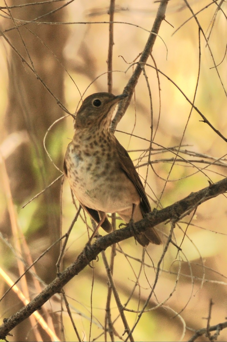 Swainson's Thrush - Debra Chatham