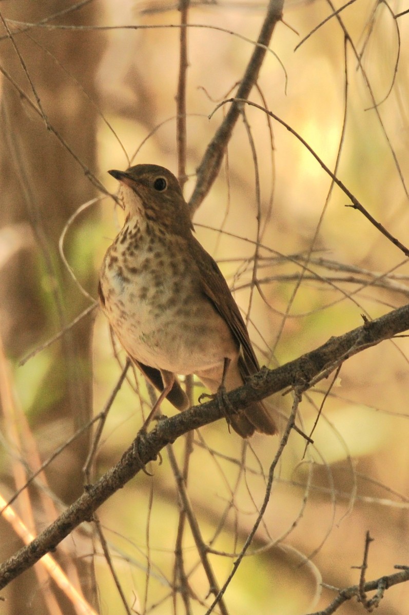 Swainson's Thrush - Debra Chatham