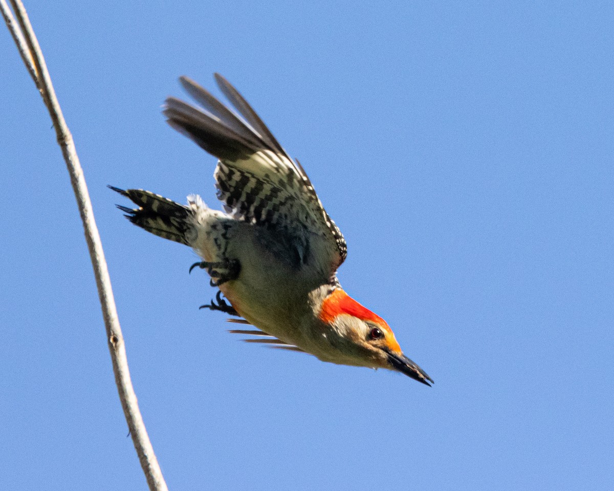 Red-bellied Woodpecker - ML619303419