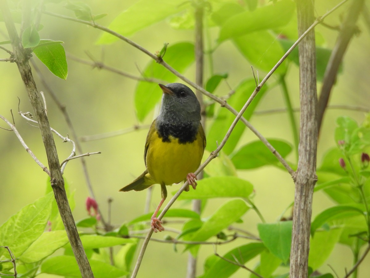 Mourning Warbler - ML619303429