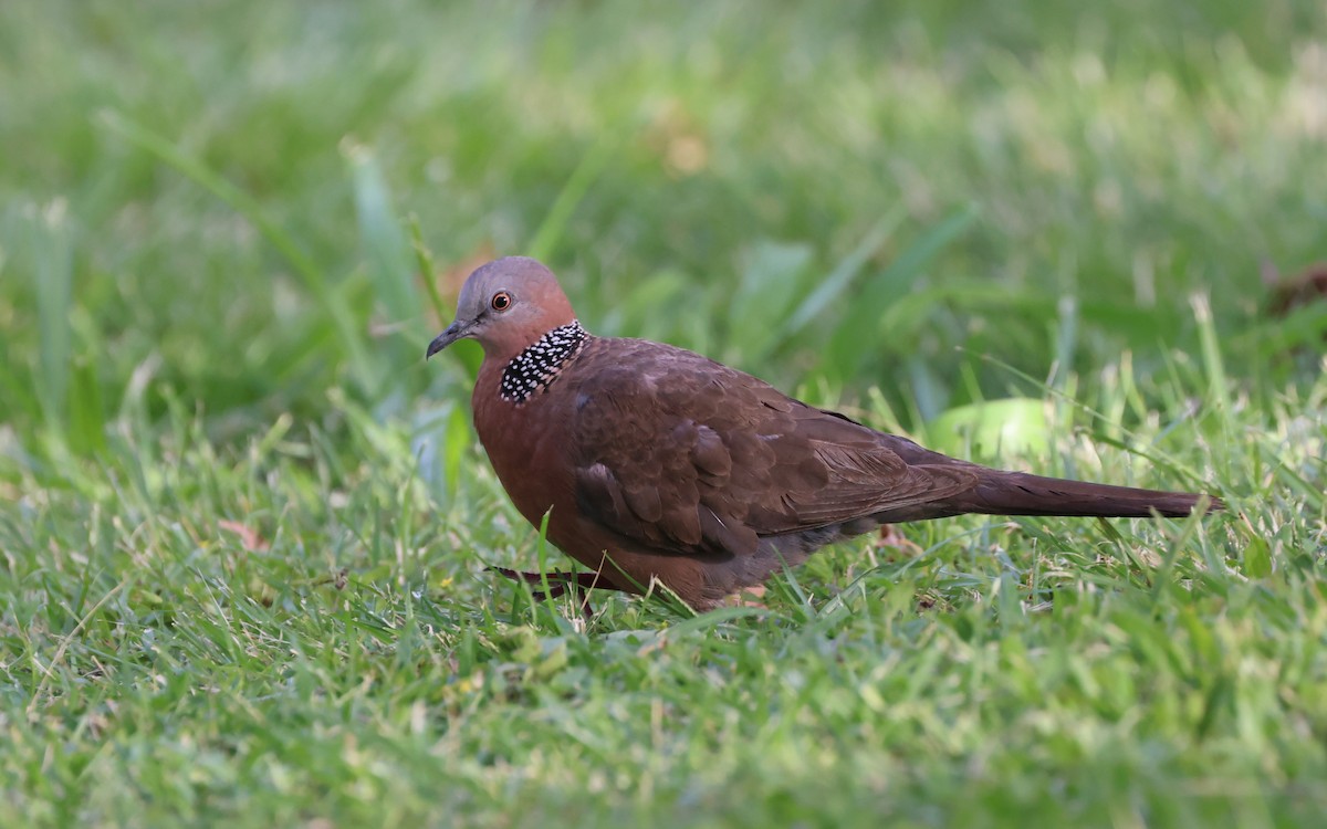 Spotted Dove - ML619303441