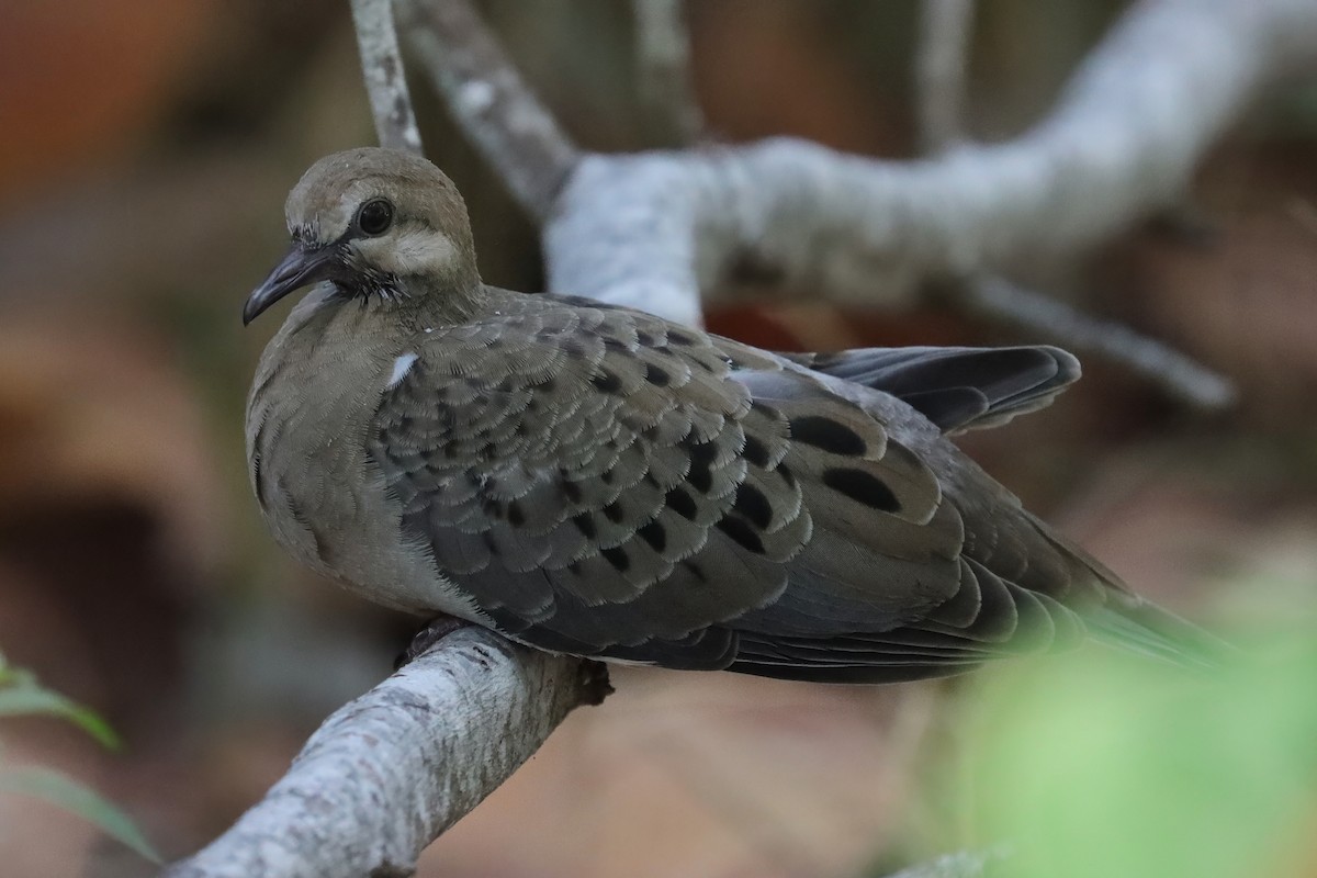 Mourning Dove - Cathy McNeil