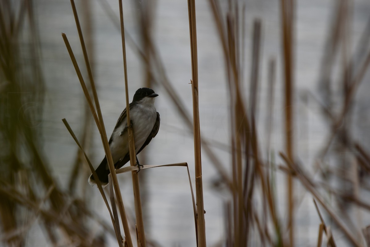 Eastern Kingbird - Josh Kaiser