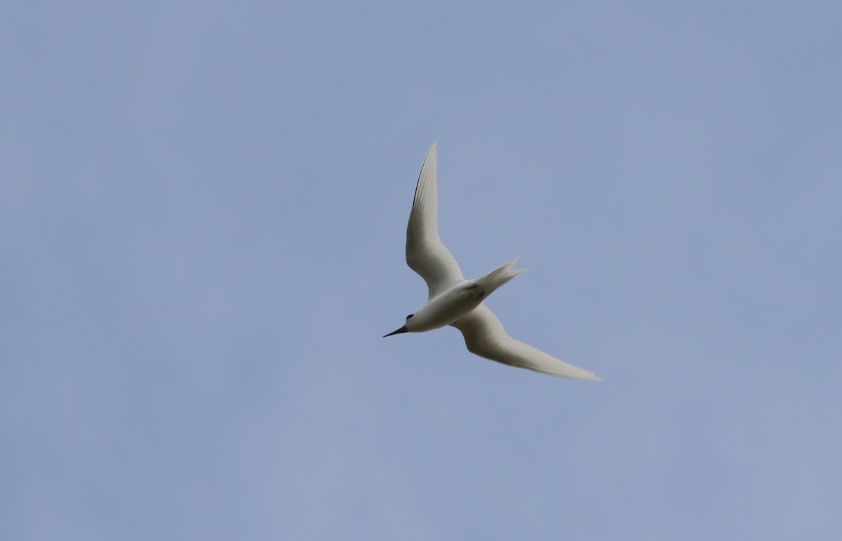 White Tern - Mike "mlovest" Miller