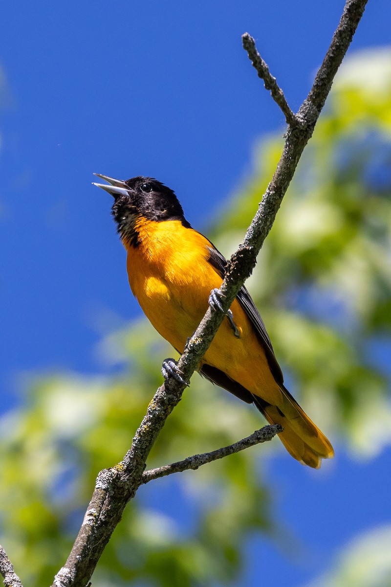 Baltimore Oriole - ML619303486