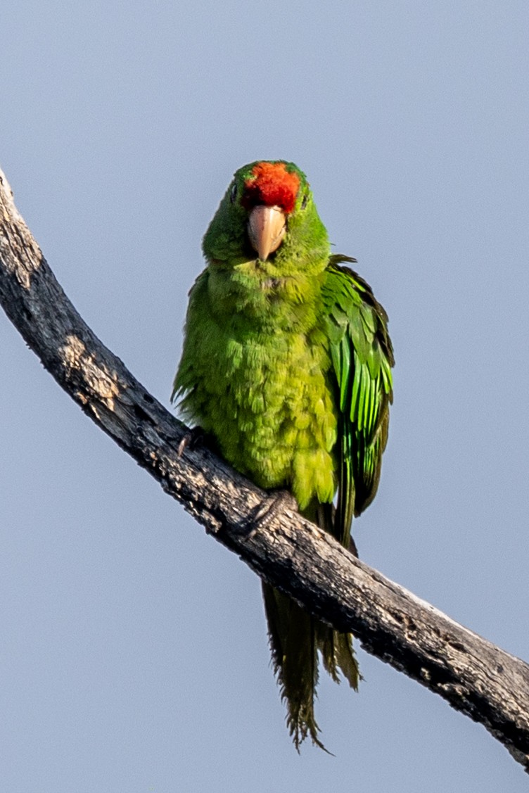 Scarlet-fronted Parakeet - ML619303490