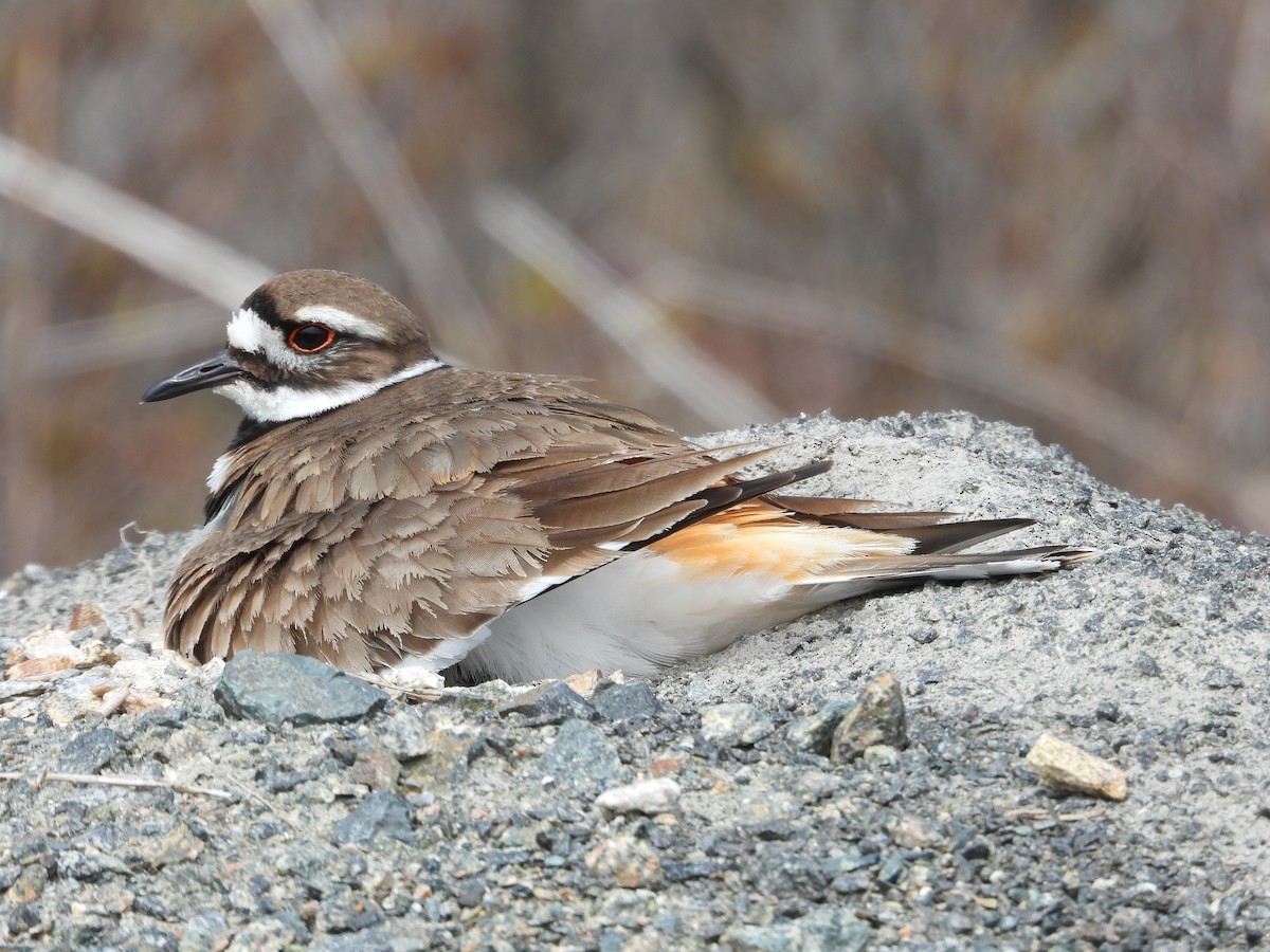 Killdeer - Mark Donahue