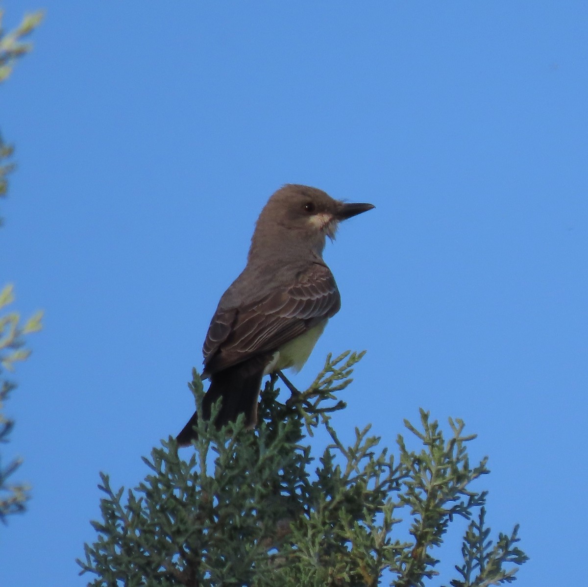 Cassin's Kingbird - Ruth Gravance