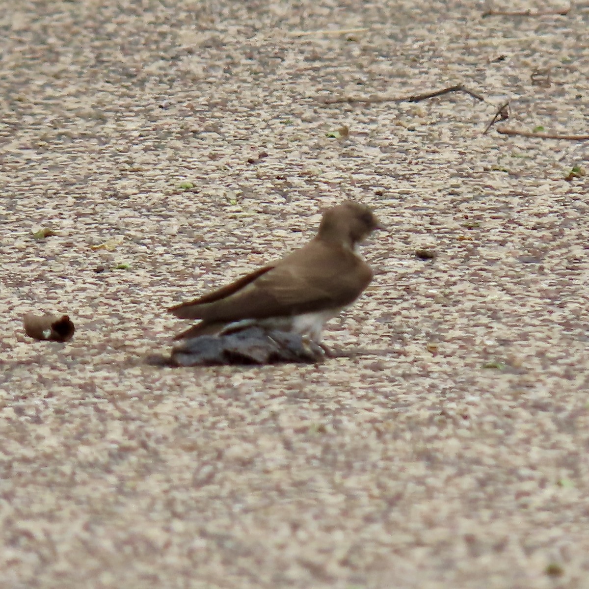 Northern Rough-winged Swallow - Jocelyn K