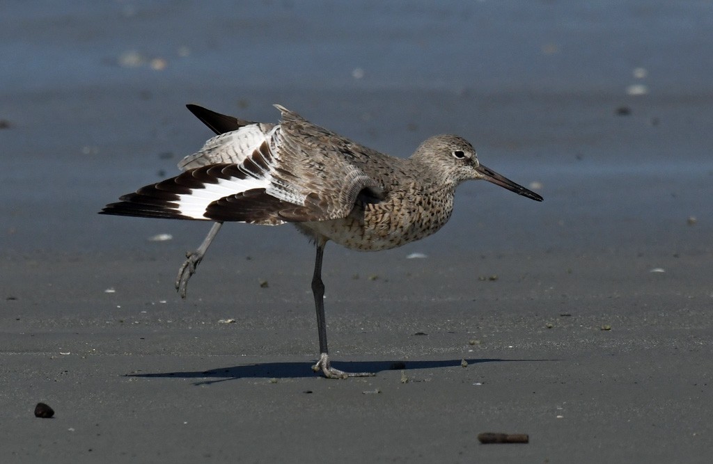 Willet - Giff Beaton