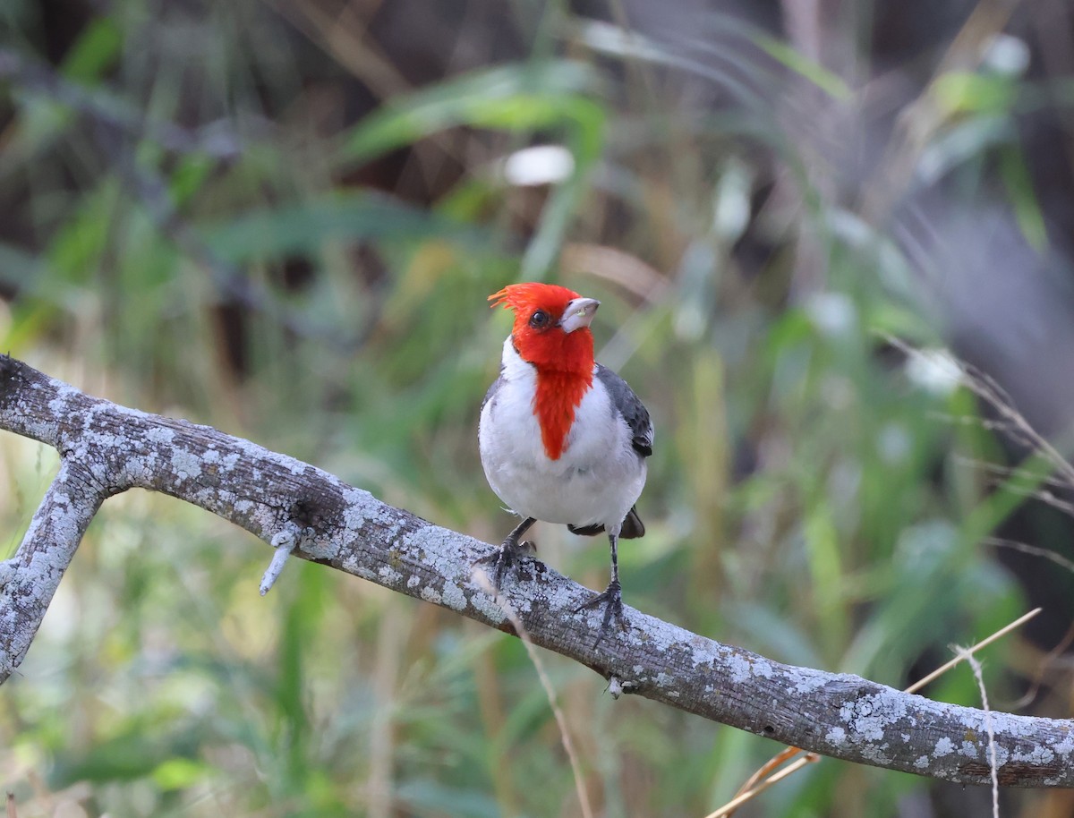 Red-crested Cardinal - Mike "mlovest" Miller