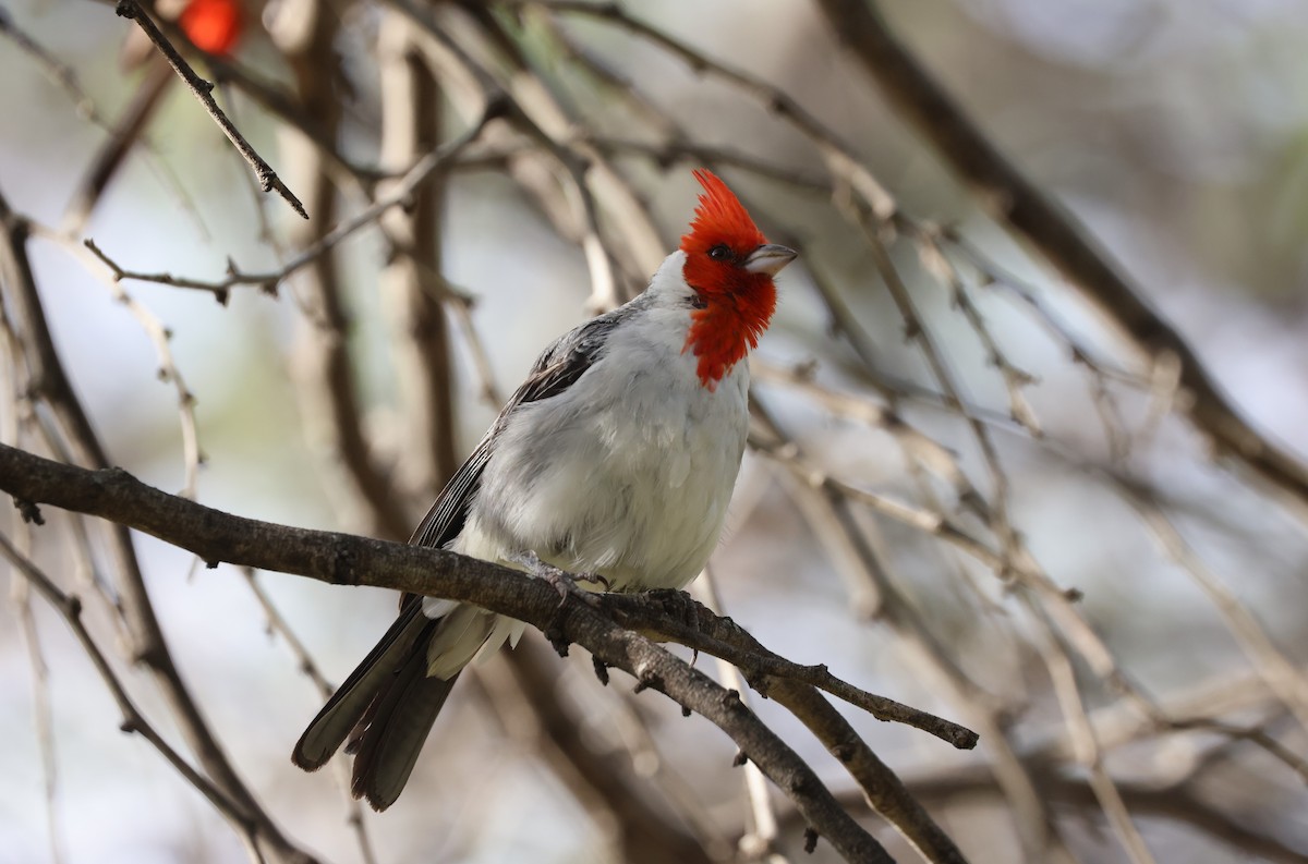 Red-crested Cardinal - Mike "mlovest" Miller