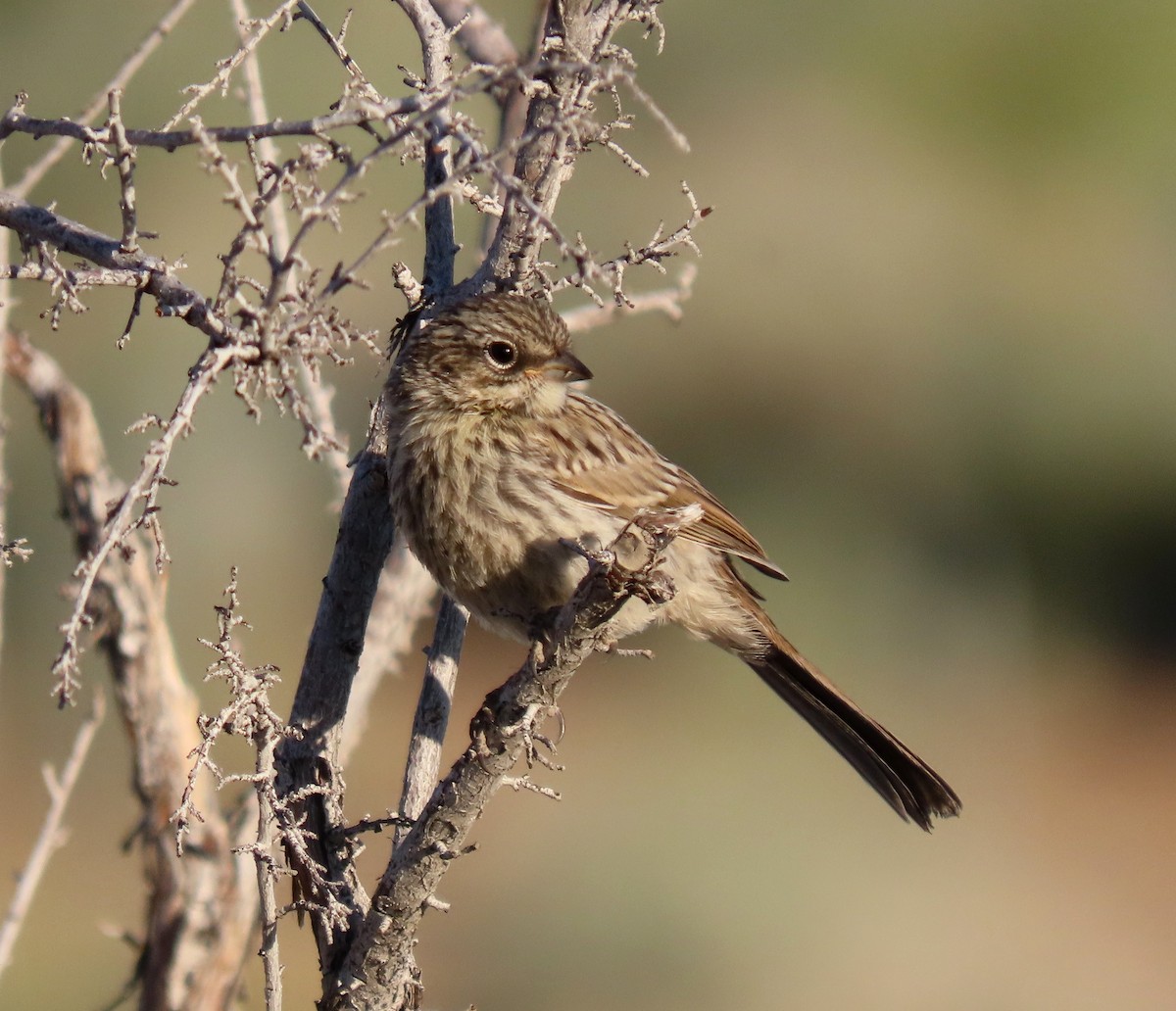 Bell's Sparrow - Ruth Gravance