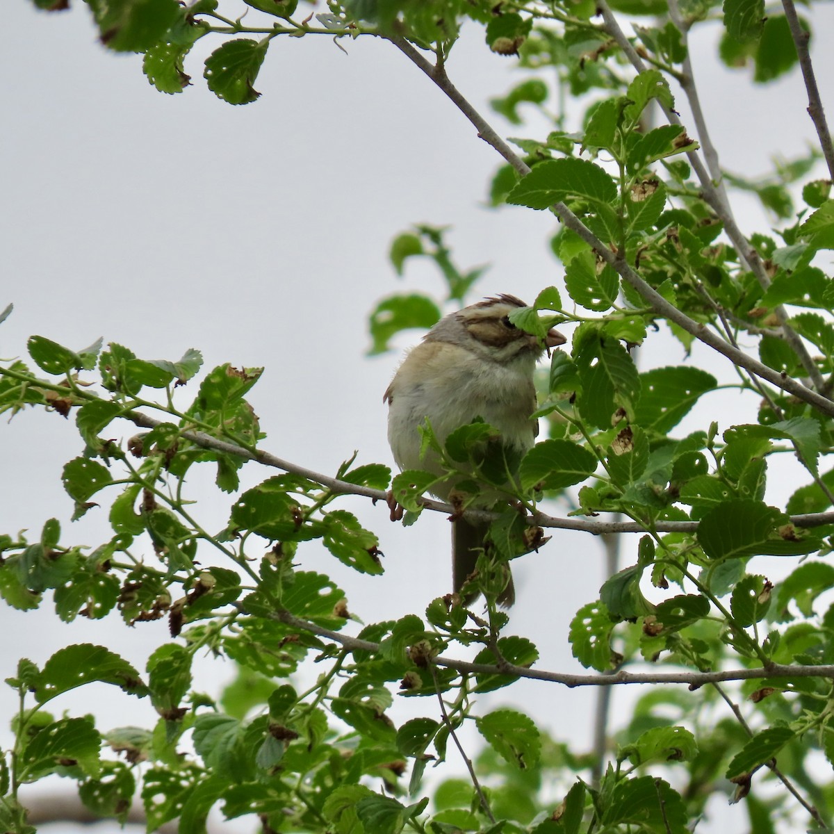 Clay-colored Sparrow - Jocelyn K