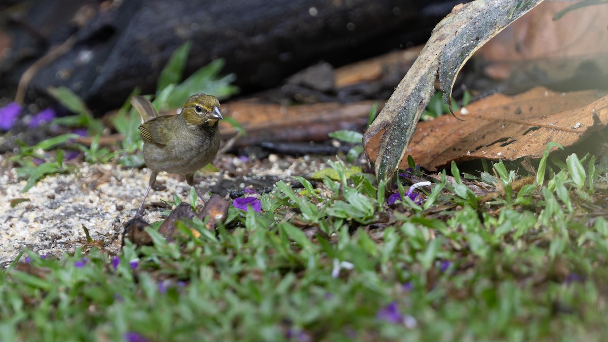 Yellow-faced Grassquit - John Andersen