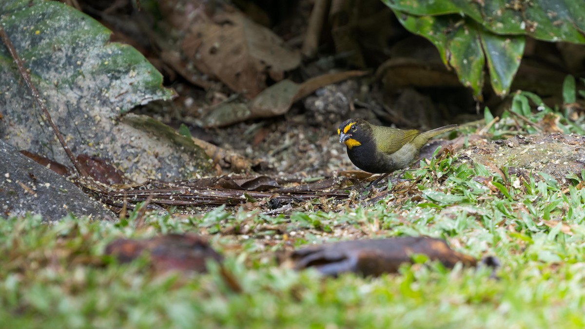 Yellow-faced Grassquit - John Andersen