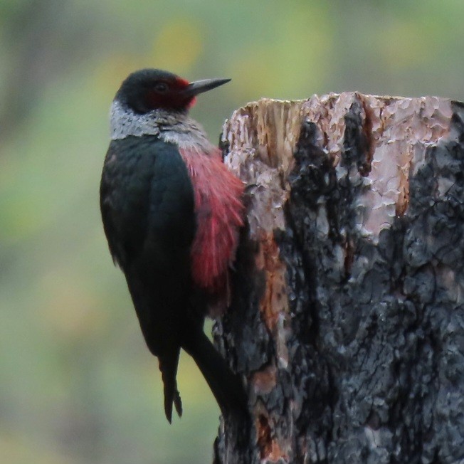 Lewis's Woodpecker - Emily Larson