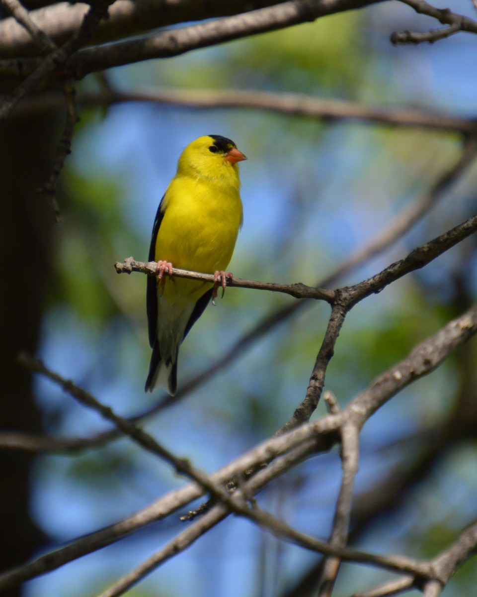 American Goldfinch - ML619303550