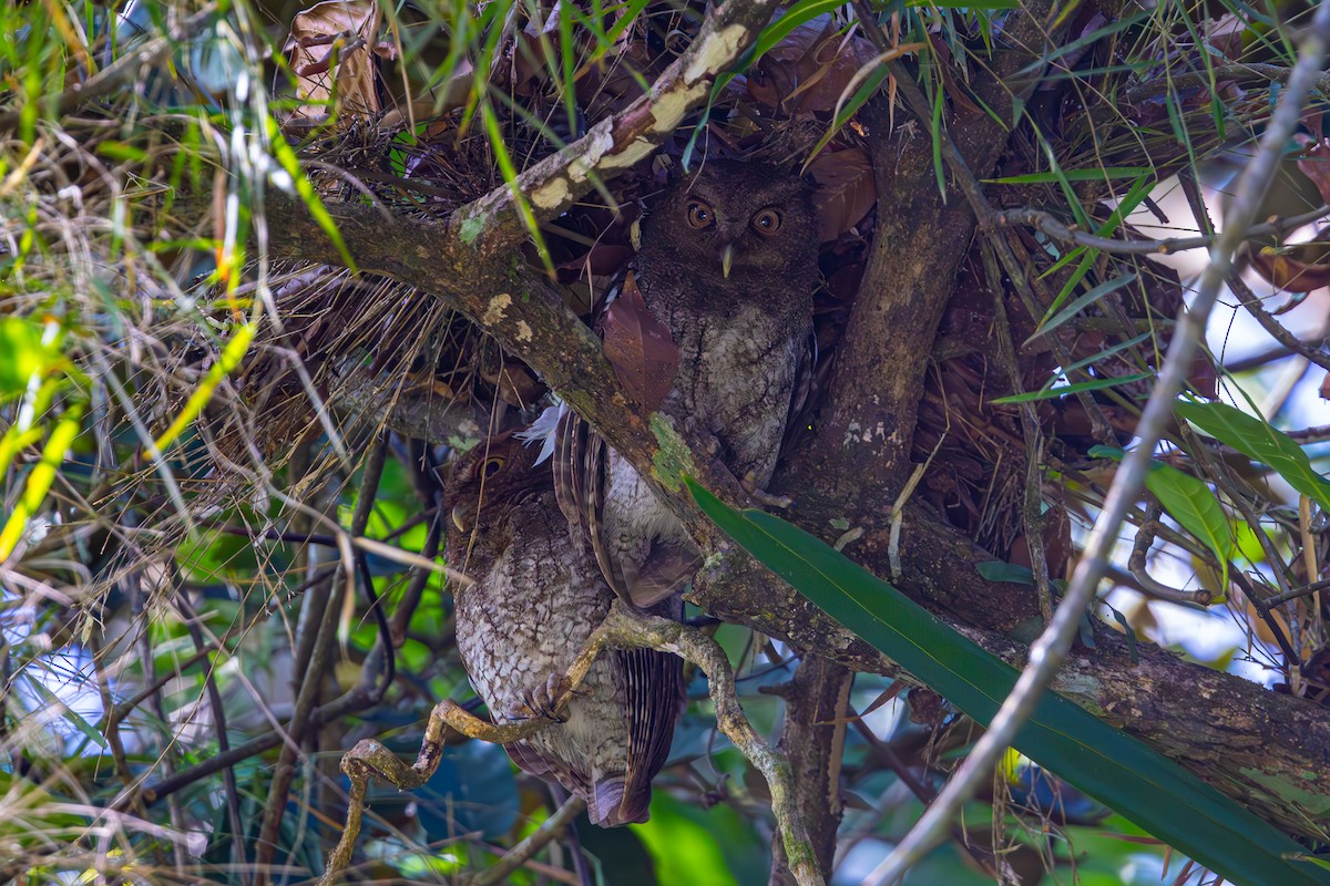 Choco Screech-Owl - ML619303554