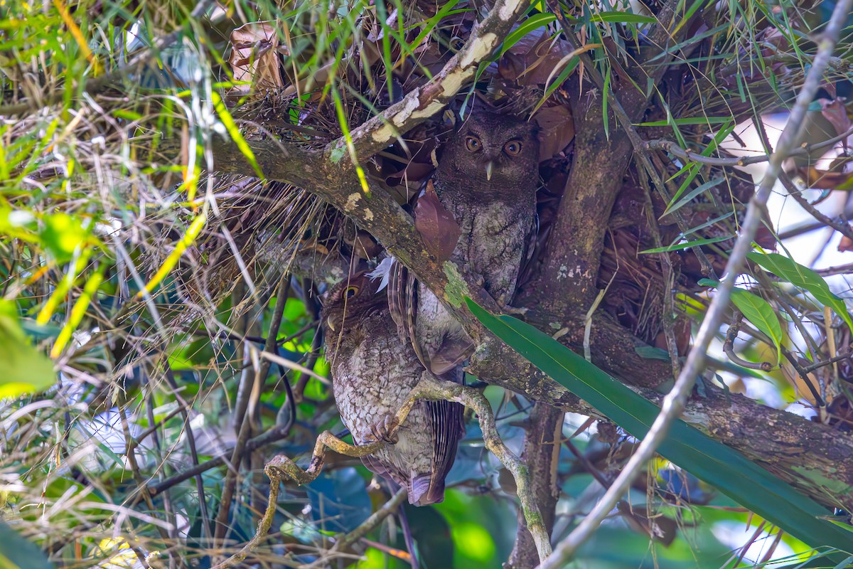 Choco Screech-Owl - Mason Flint