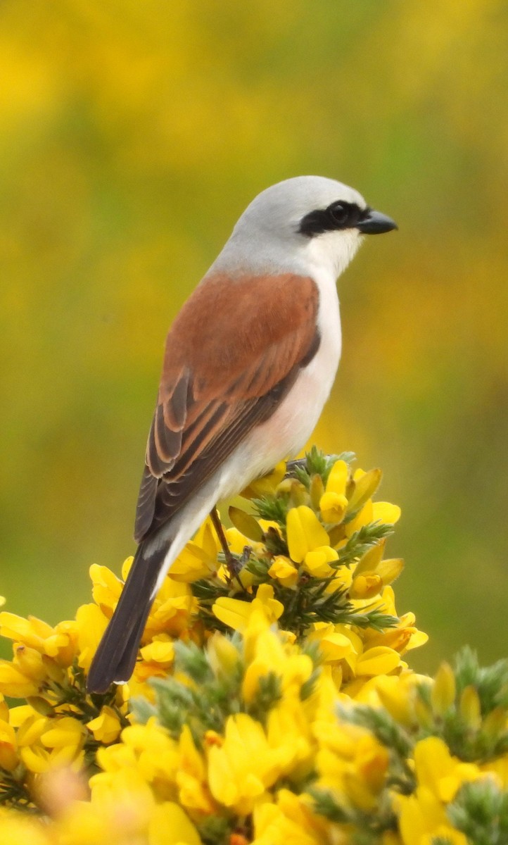 Red-backed Shrike - ML619303565
