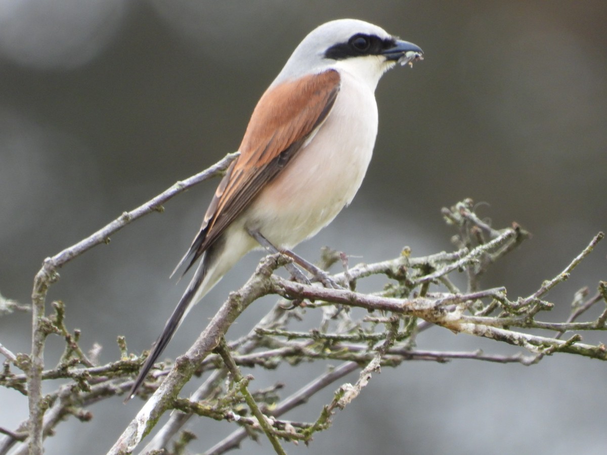 Red-backed Shrike - ML619303566