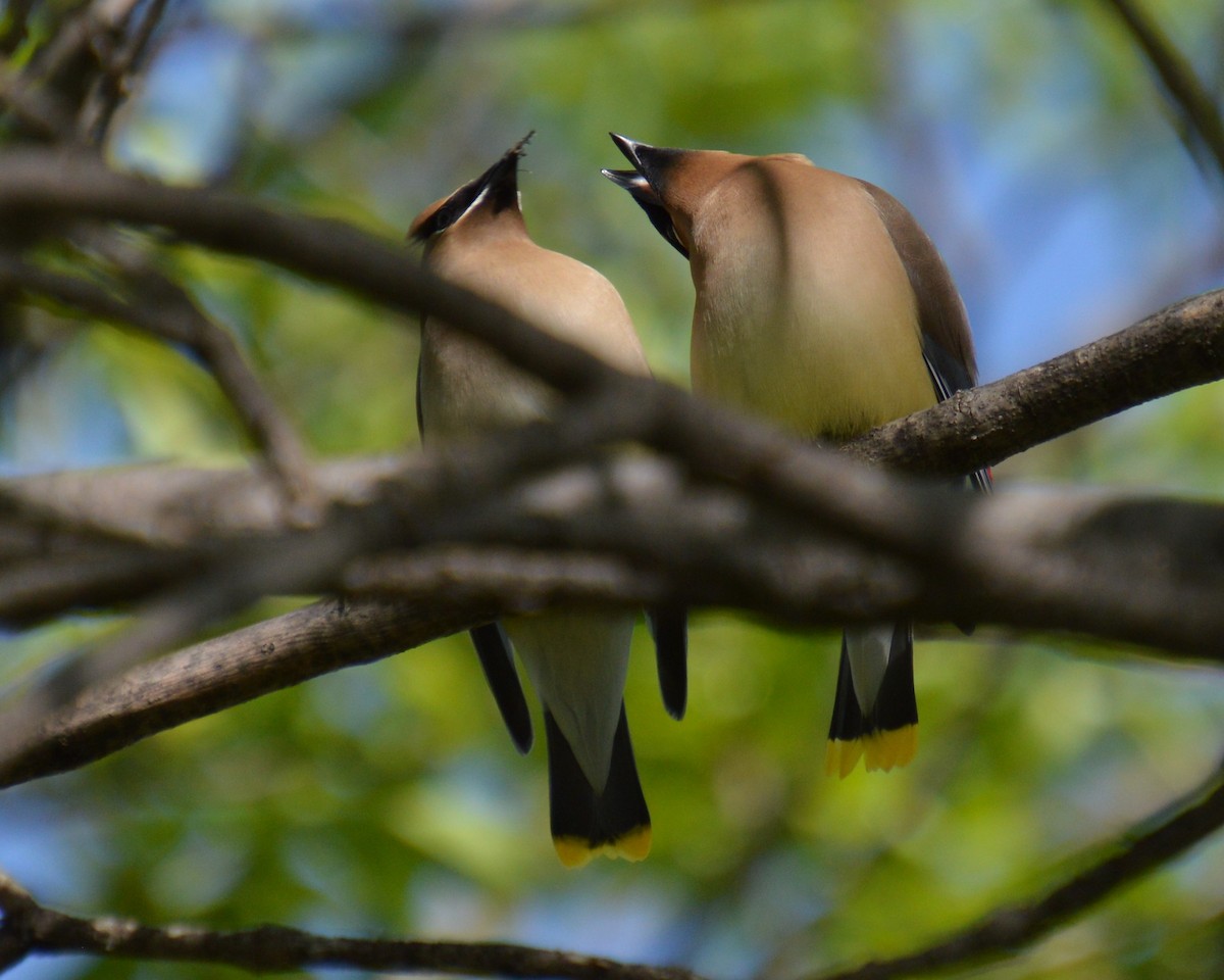 Cedar Waxwing - Liz Almlie