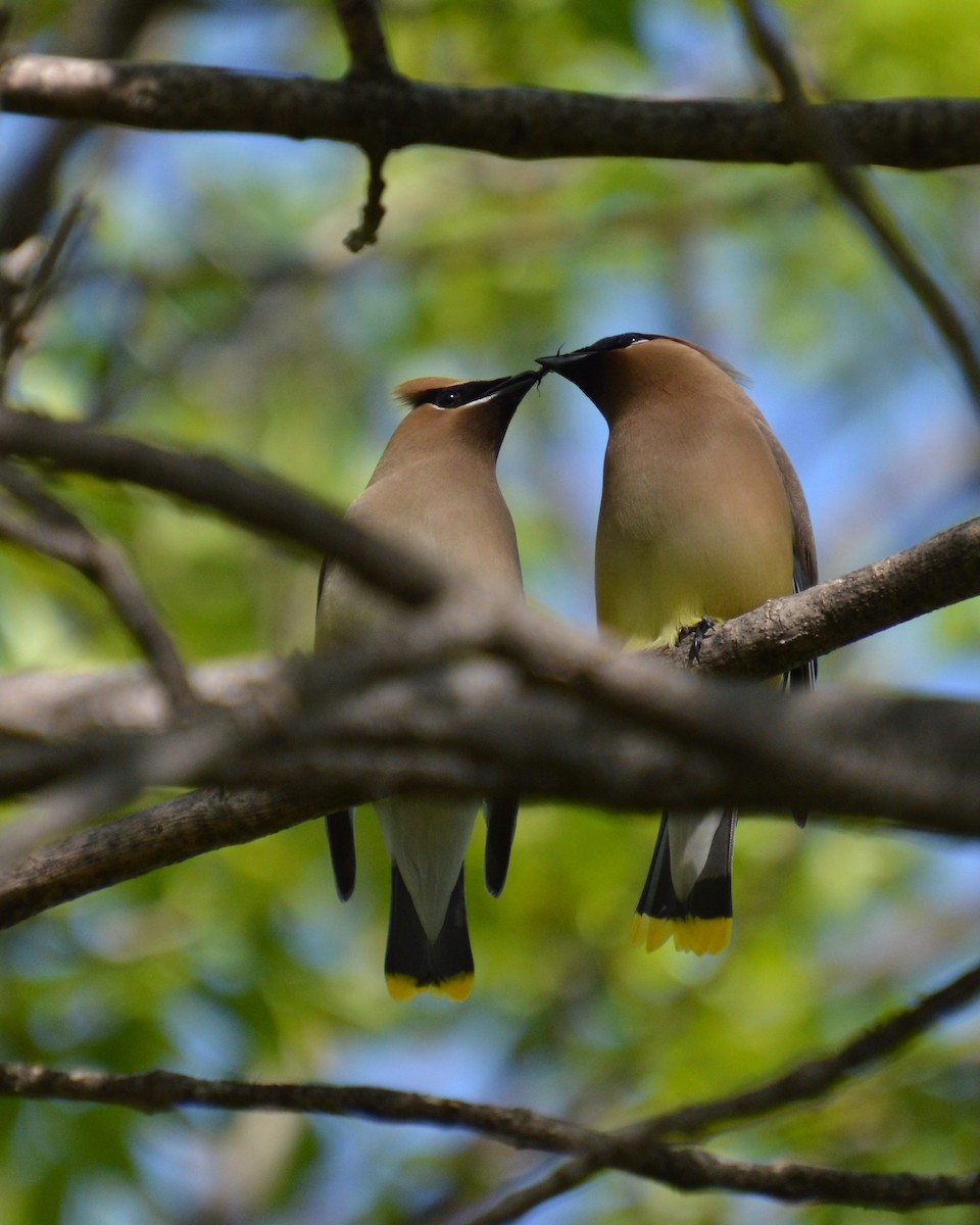 Cedar Waxwing - ML619303568