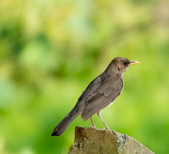 Creamy-bellied Thrush - Marcus Müller