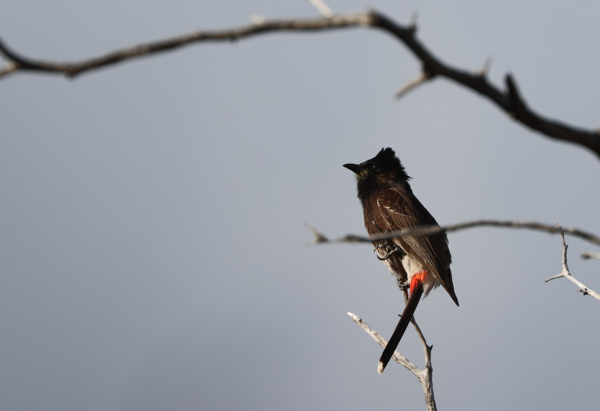 Red-vented Bulbul - ML619303588