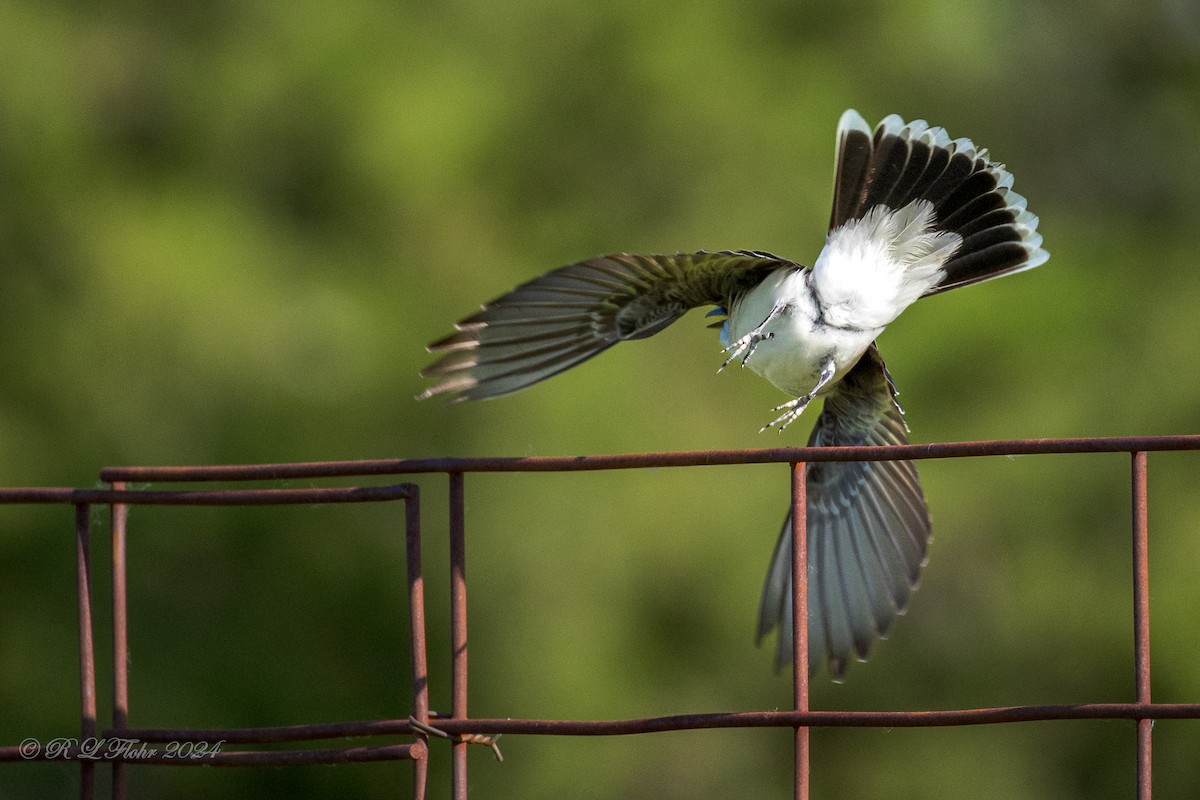 Eastern Kingbird - Rita Flohr