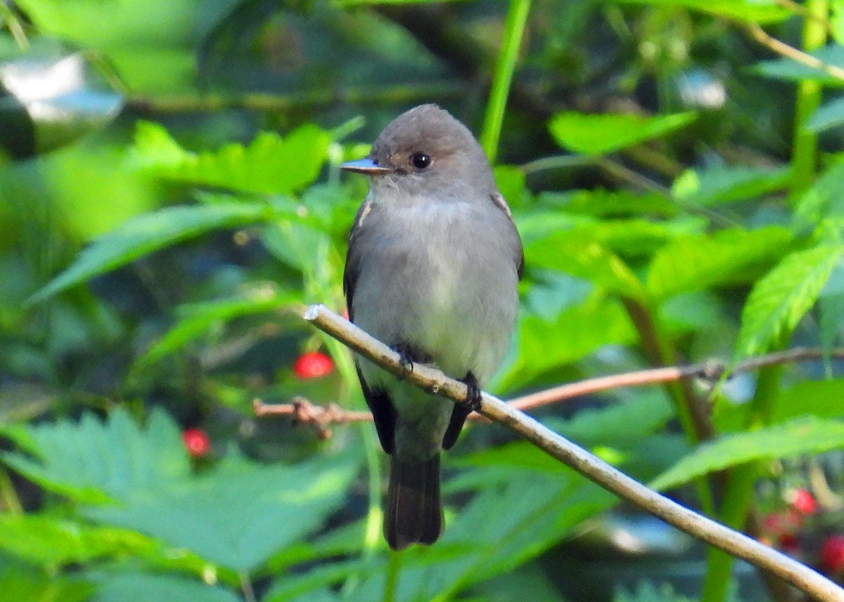 Western Wood-Pewee - Mark Thomson