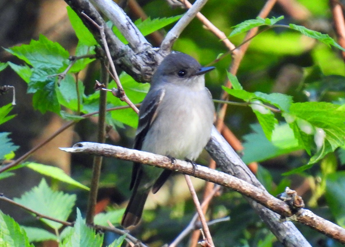 Western Wood-Pewee - ML619303597