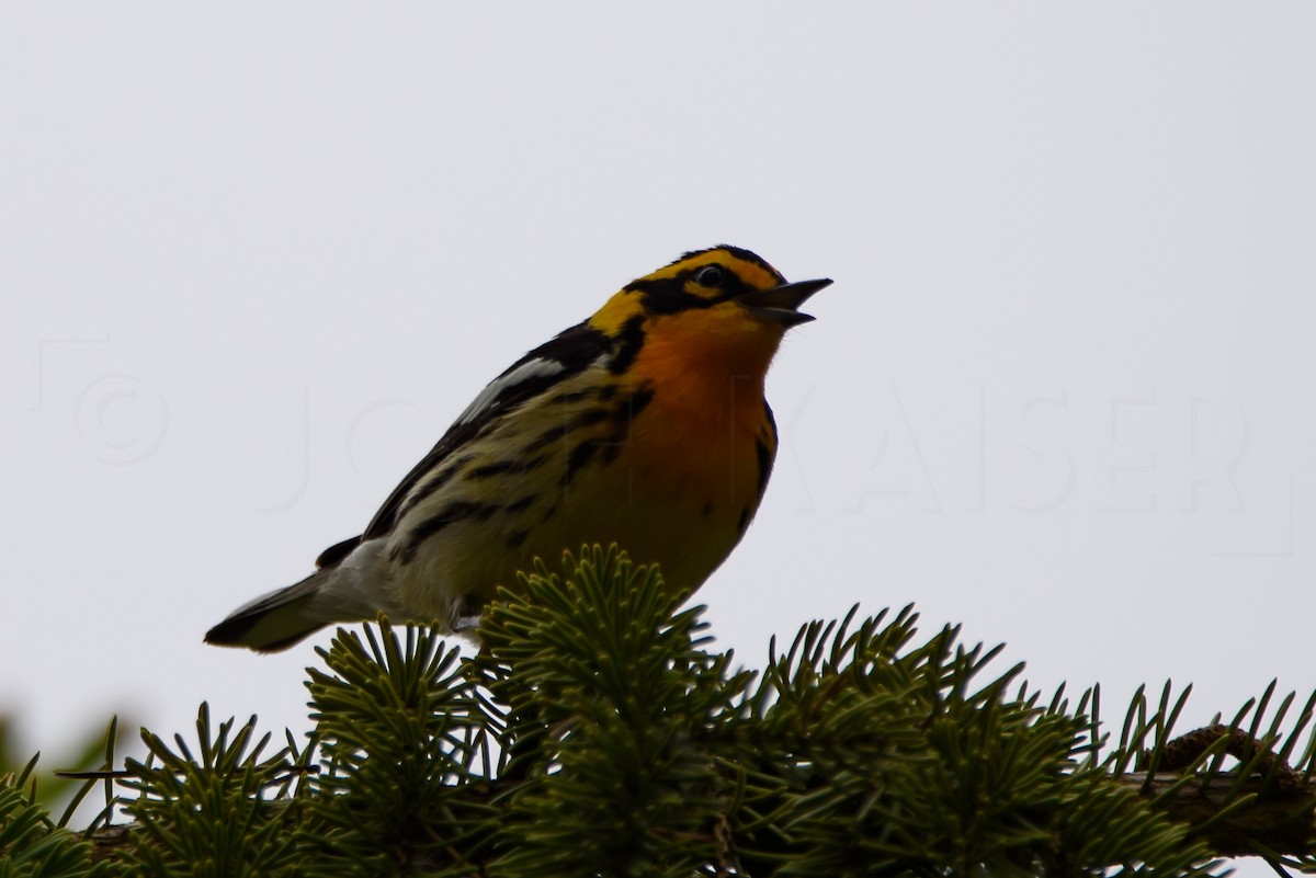 Blackburnian Warbler - Josh Kaiser