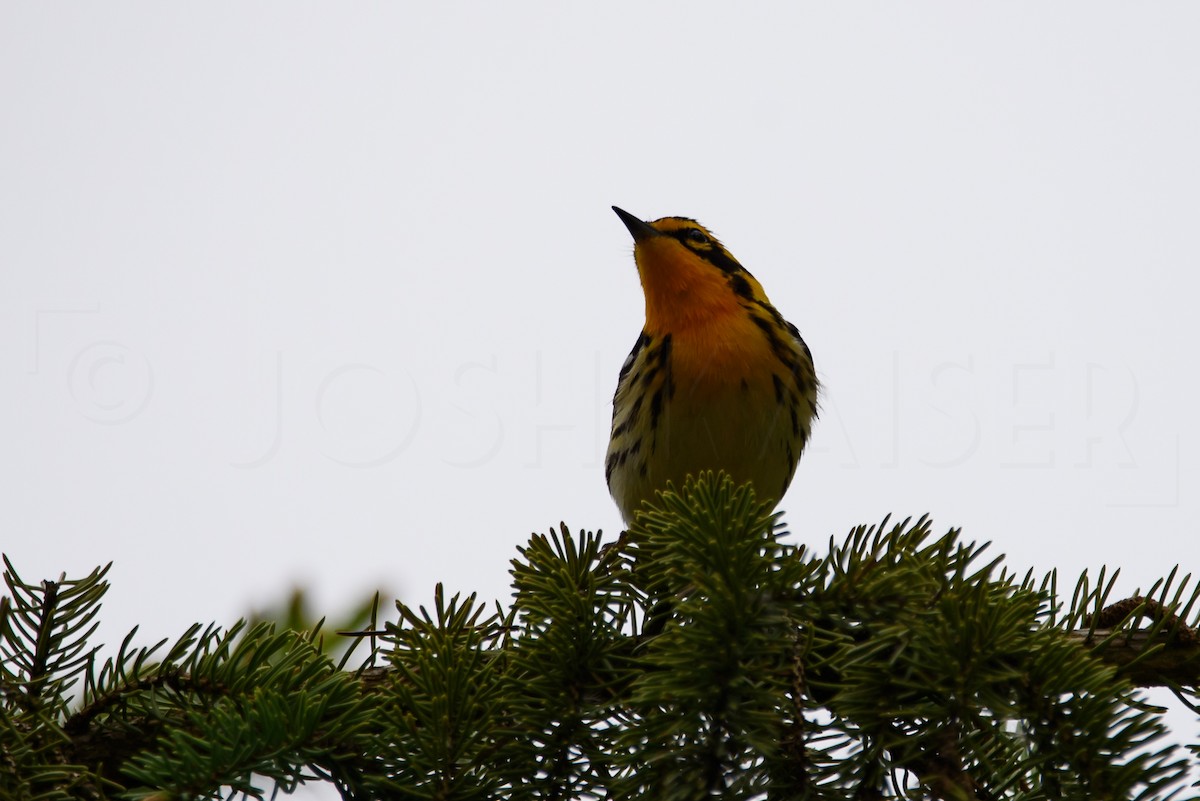 Blackburnian Warbler - Josh Kaiser